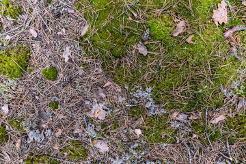 Saturated natural texture and background with moss. Pine forest and needles on the ground. Earth and moss. Summer bright forest background.