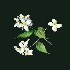 White jasmine flowers watercolor composition . For greetings, invitations, weddings, anniversaries and birthday
