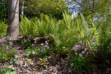 Obraz premium Ferns and common bluebells (Hyacinthoides) in the forest