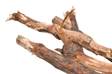 oak branches isolated on white background