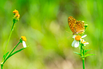 Butterfly clinging on a yellow flower pollen.