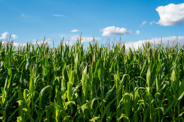 Obraz premium Maisfeld