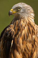 The Red Kite (Milvus milvus) raptor portrait. The Red Kite is a medium-large bird of prey in the family Accipitridae. Taken in Izco (Basque Country.