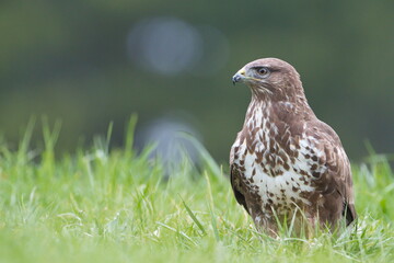 Common Buzard (Buteo buteo) in the field.