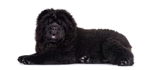 Majestic solid black Chow Chow dog pup, laying down side ways. Looking towards camera. Mouth open and blue tongue out.