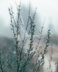 Lacy cobwebs woven on branches in dew drops on a late cold winter morning