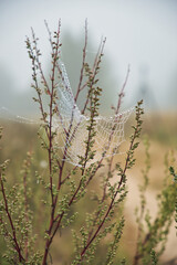 Lacy cobwebs woven on branches in dew drops on a late cold autumn morning