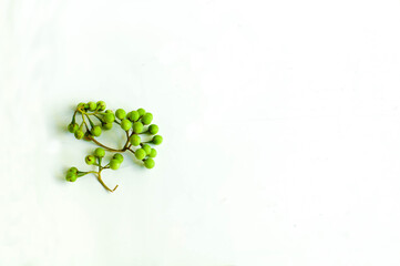 Turkey Berry In White Background Isolated