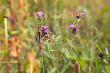 6 spot burnet moths, Zygaena filipendulae, together mating on a flowering purple thistle plant in Scotland.
