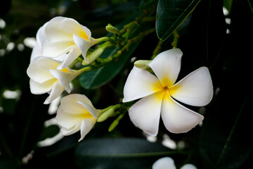 the flower call Frangipani or Plumeria or Temple Tree or Graveyard Tree.  a lot of white flowers in the tropic forrest.
