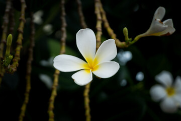 Fototapeta na wymiar the flower call Frangipani or Plumeria or Temple Tree or Graveyard Tree. a lot of white flowers in the tropic forrest.