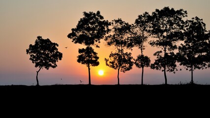 Fototapeta na wymiar Silhouette of tree on sunset. Summer vacation and natural adventure concept