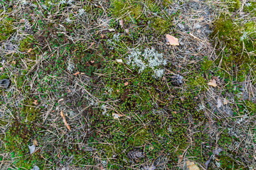 Saturated natural texture and background with moss. Pine forest and needles on the ground. Earth and moss. Summer bright forest background.