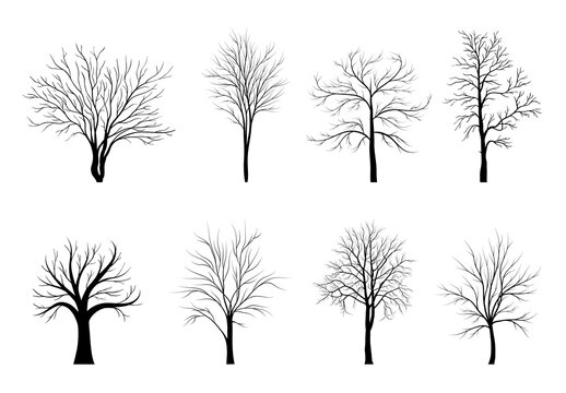 Trees silhouettes set isolated on white background.. Vector illustration