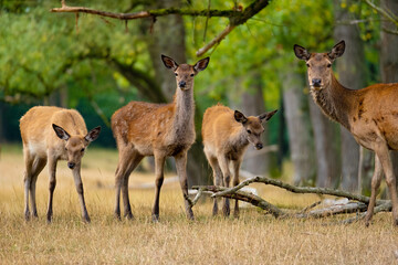 Eine Rothirschkuh mit zwei Kälbern