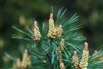 Flowering pine. Yellow pollen on a pine green tree. June, summer in the forest. Belarusian forest. Coniferous trees.