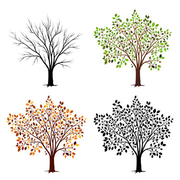 Four seasons of tree. Vector illustration
