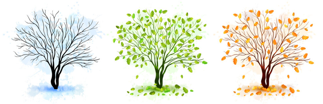 Tree seasons nature background. Vector illustration