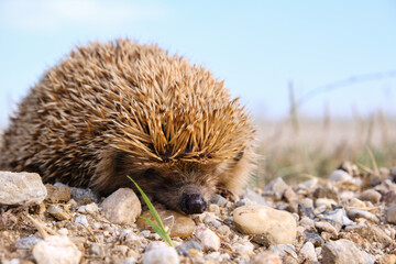 Adult hedgehog in mid defensive position after crossing the road © Origin.123