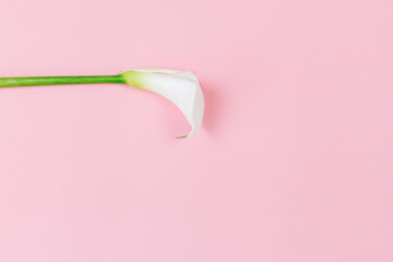 Amazing white Calla Lily flower on a pink pastel background.
