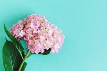 Amazing light pink Hydrangea flower on a turquoise background.