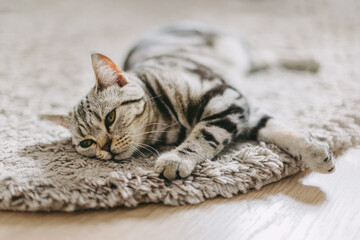Fluffy kitten  (Scottish Stright breed), laying on the rug.