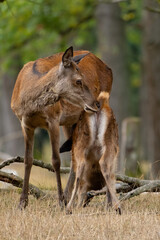 Ein Rothirschkalb beim säugen