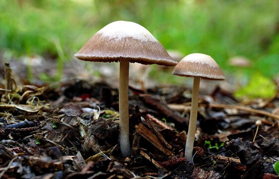 Closeup shot of mycene mushroom on the ground