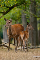 Rothirsch mit seinem Kalb