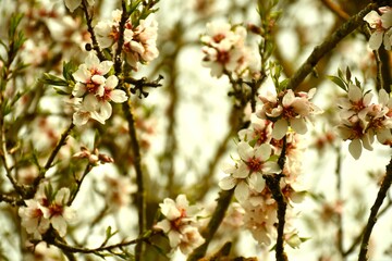 Almond blossoms in yellow hue.