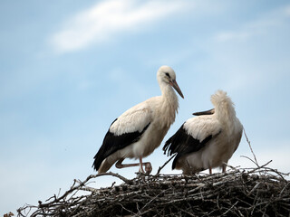 Two White storks (Ciconia ciconia) nest on a cloudy sky background
