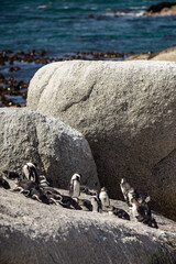 Pinguine auf Fels 