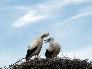 Two White storks (Ciconia ciconia) nest on a cloudy sky background