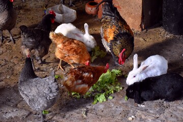 Chickens, rooster and rabbits eating lettuce in interior of building.