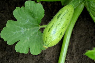 Obraz premium Young immature green zucchini, zucchini leaf on the ground, grow in the garden. Organic vegetable on an organic farm. Concept of agriculture