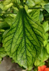 close up of green leaf