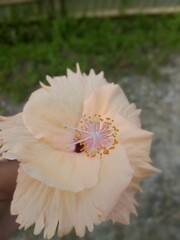 pink flower in a row