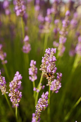 Paysage campagne 693