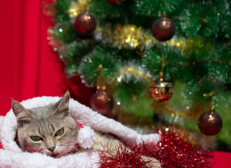 Obraz premium New year greeting card. Funny gray cat in a Santa Claus costume on a red background with a decorated Christmas tree. Space for text.