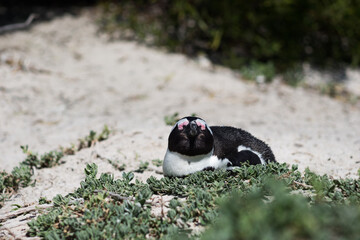Nistender Pinguin 
