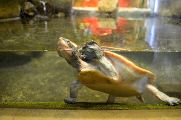 turtle sitting on the water