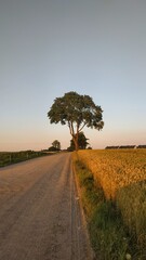 One tree in the fields