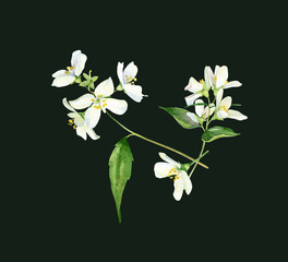 Watercolor jasmine composition on dark background . For greetings, invitations, weddings, anniversaries and birthday
