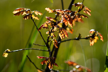 young oak tree in the spring forest