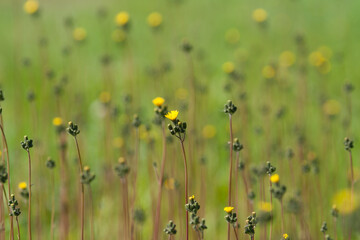 Obraz premium yellow meadow flowers in spring