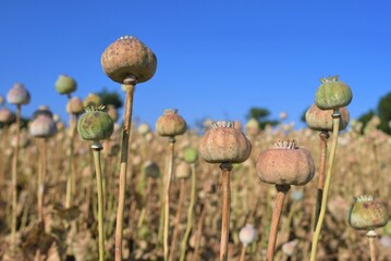 poppy field in the morning