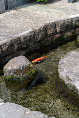 長崎県島原市　鯉の泳ぐまち