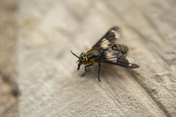 A close up shot of a Horsefly, with its colourful compound eyes.
