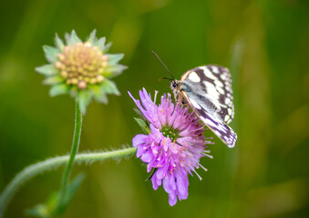 Butterfly Marbled White,.Melanargia galathea
