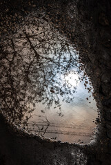 trees reflected in a puddle